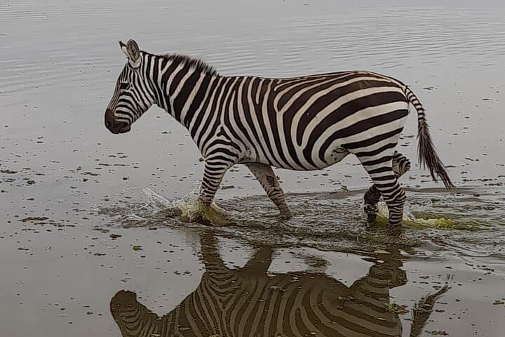 4-Day Masai Mara and Lake Nakuru Jeep Safari