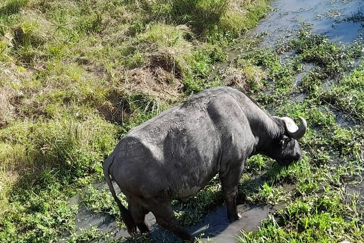 4-Day Masai Mara and Lake Nakuru Jeep Safari