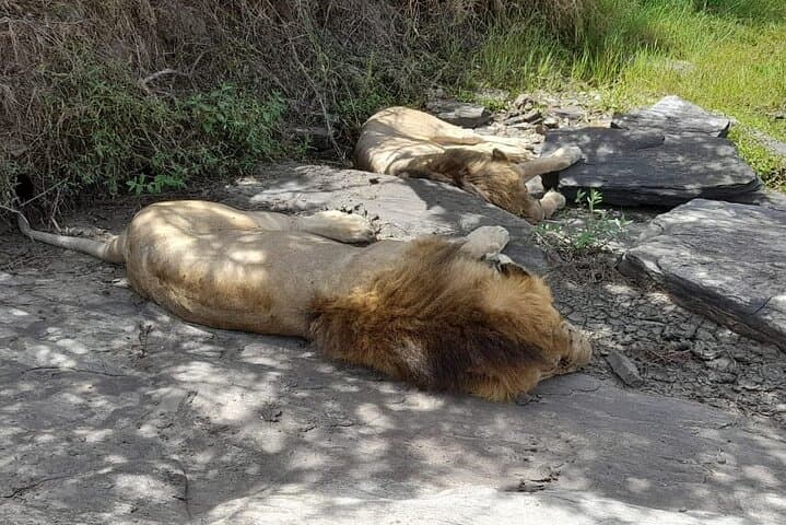 4-Day Masai Mara and Lake Nakuru Jeep Safari