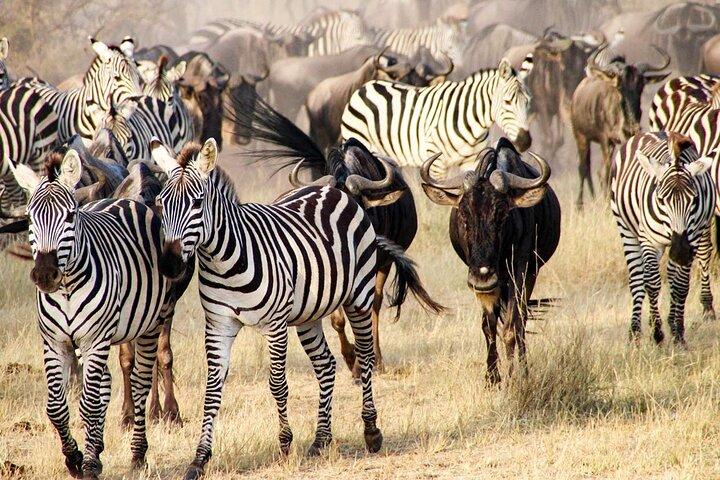 3Days Safari to Tarangire Ngorongoro and manyara lodge safari