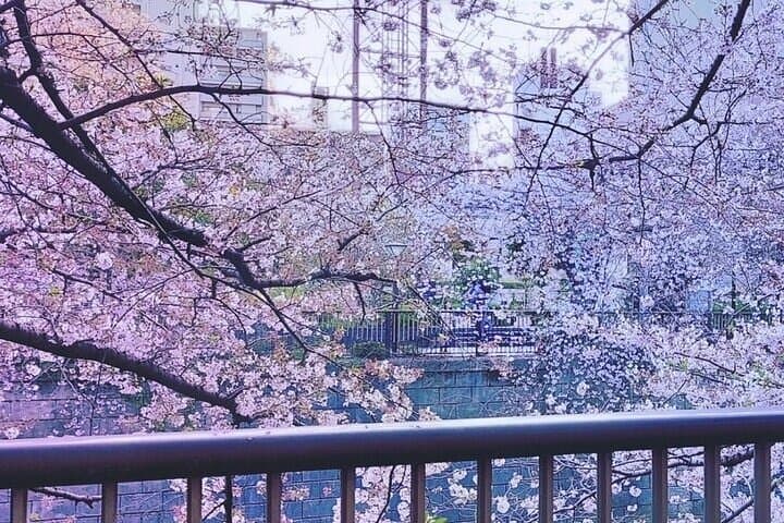 Licensed Guide Tokyo Meguro Cherry Blossom Walking Tour