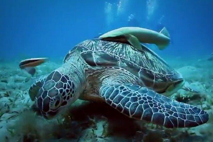 Skip the Line Hurghada Grand Aquarium transfer & entrance