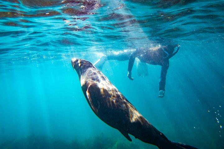 Kangaroo Island - Swim with Dolphins/Seals/Coastal Snorkel