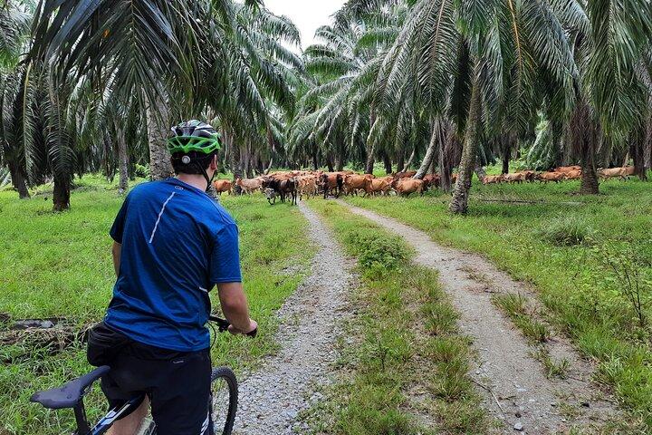 Countryside Cycling Tour. T1.0 by Matahari