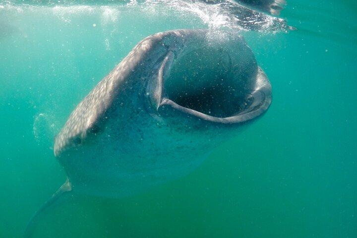 La Paz Whale Shark & Sea Lion Snorkeling + Balandra Tour