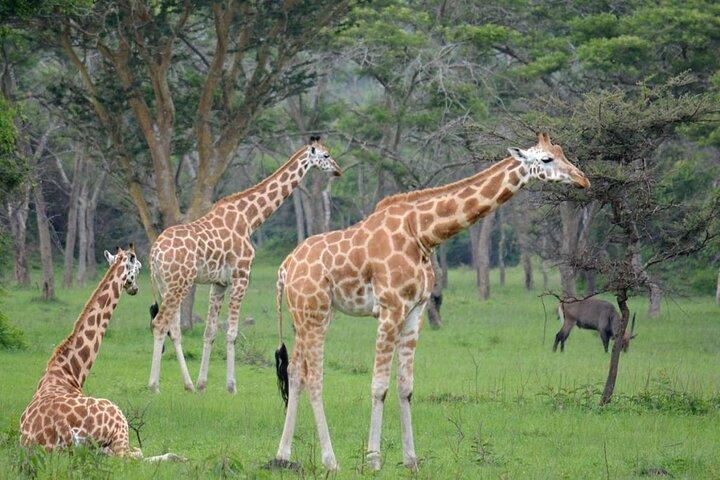 1 Day Lake Mburo National Park Short Safari from Kampala