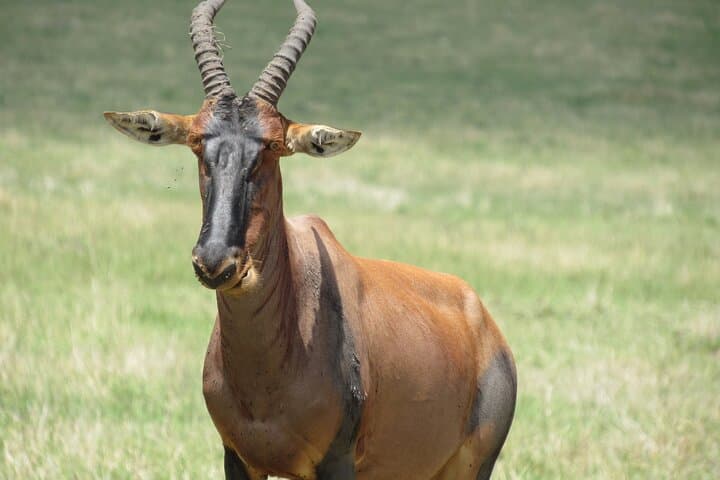 Adventure-fueled 3 Days Maasai Mara Safari