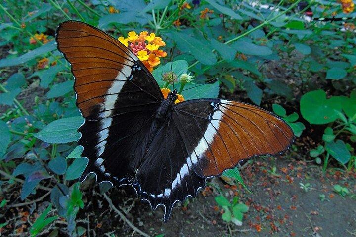 Mindo Cloud Forest Day Trip from Quito – Birdwatching & Adventure