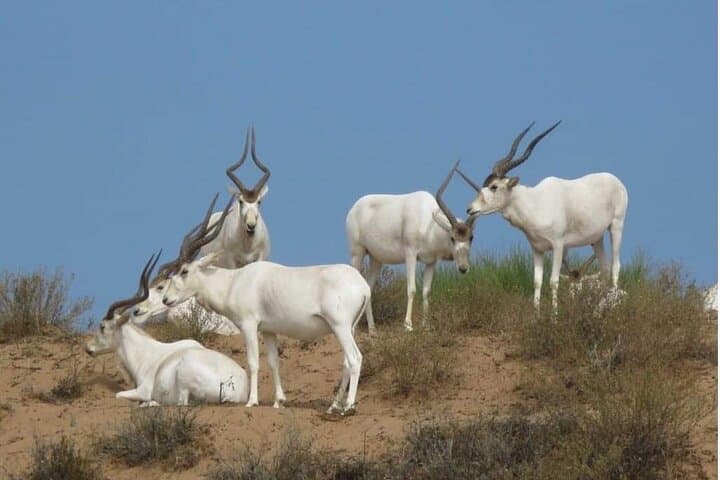 Descouver the wildlife of Souss Massa by 4x4 Safari Tour