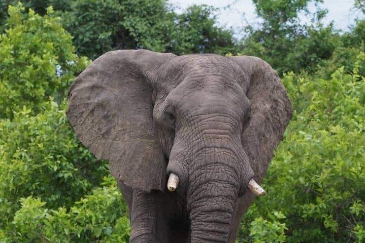 Chobe Day Trip