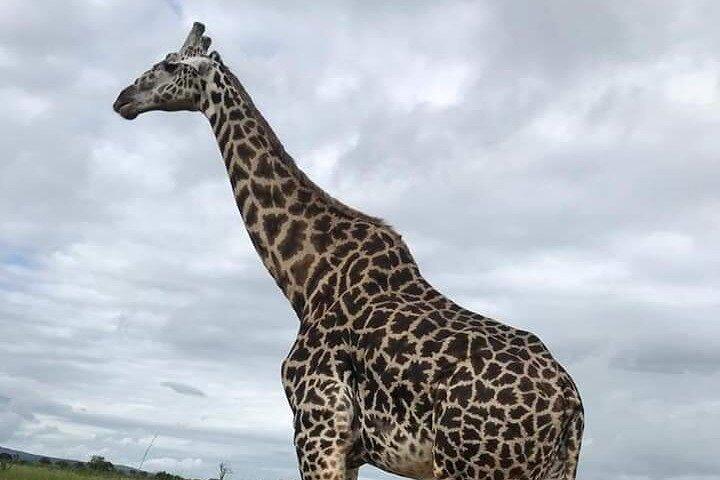 Chobe Day Trip