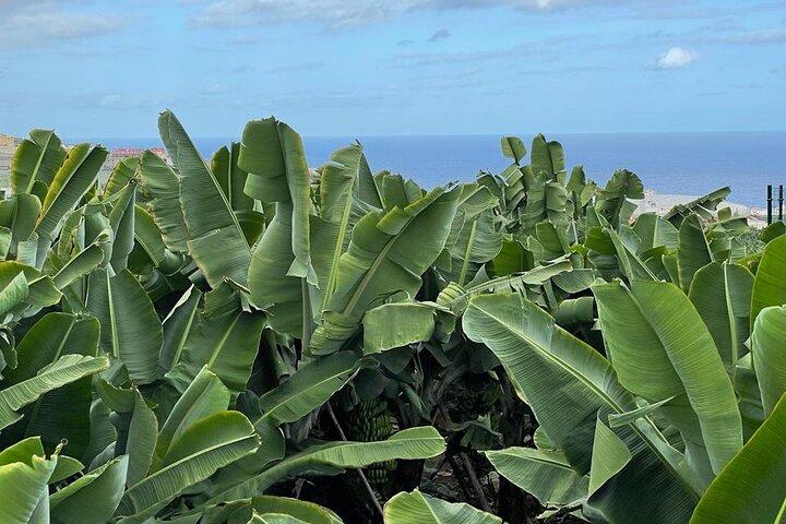 Guided tour of the Banana World