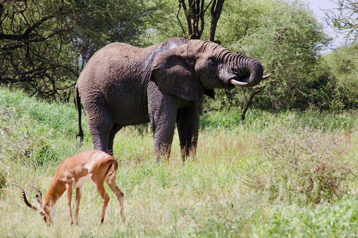 Best Safari and Zanzibar 10-Days Excursions