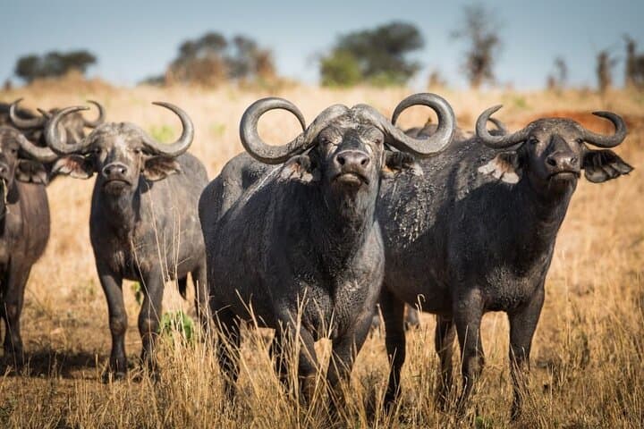 3-Day Private Mikumi Safari Experience from Zanzibar – Return