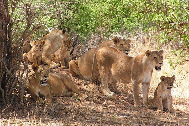 4 Days Private Tarangire, Serengeti and Ngorongoro Crater Tour