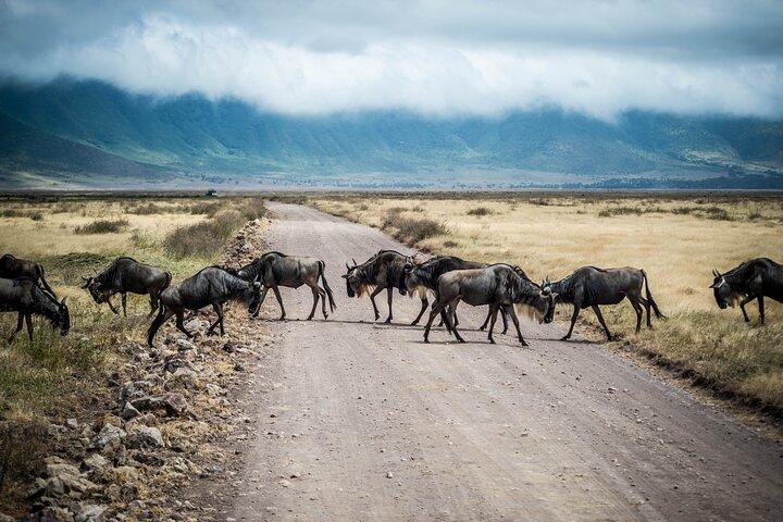 4-Days Northern Circuit Safari in Tarangire, Serengeti and Ngorongoro