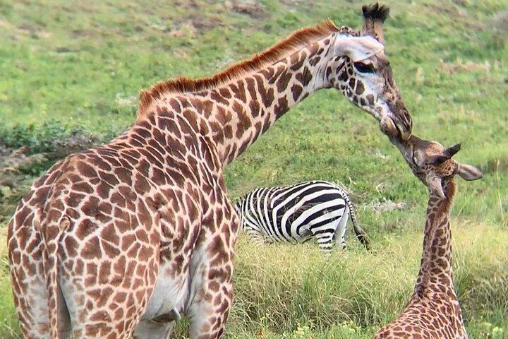 4-Days Northern Circuit Safari in Tarangire, Serengeti and Ngorongoro