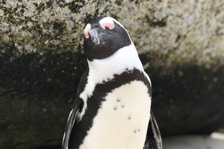 FULL Day Cape Point and Boulders Penguin Colony