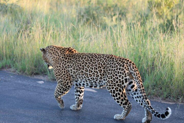 Private Pilanesberg National Park Safari, BIG 5 Full Day