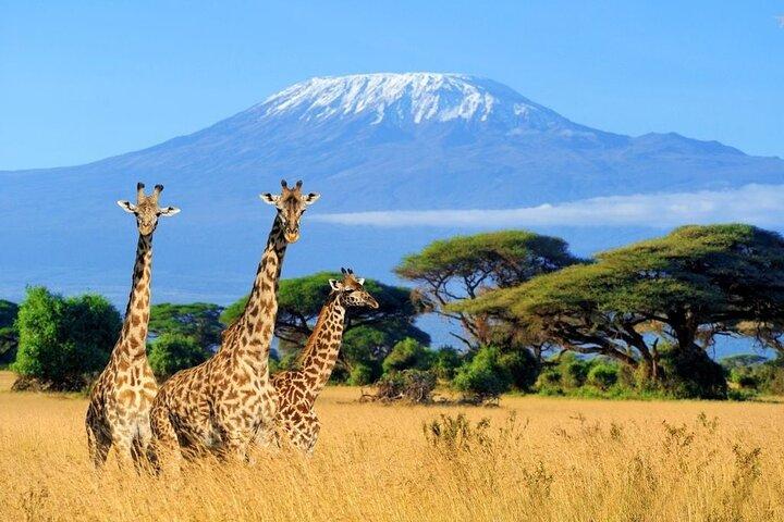 Mt Kilimanjaro Hiking via Marangu Route Day Trip