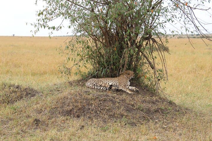 Full-Day Private Tour Nairobi National Park and Giraffe Center