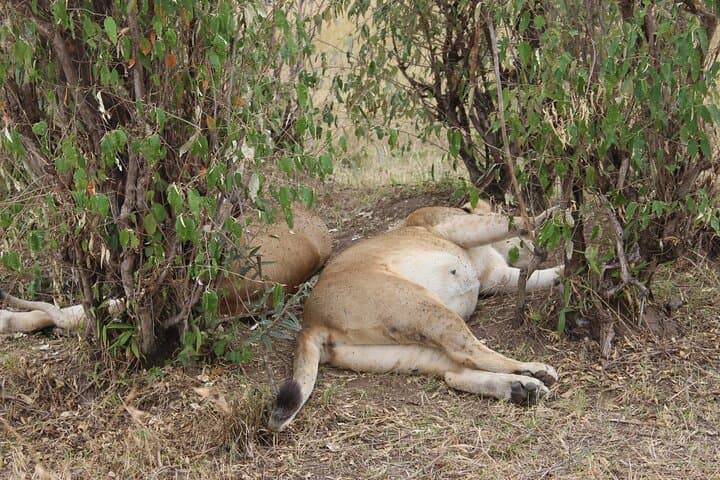 Full-Day Private Tour Nairobi National Park and Giraffe Center