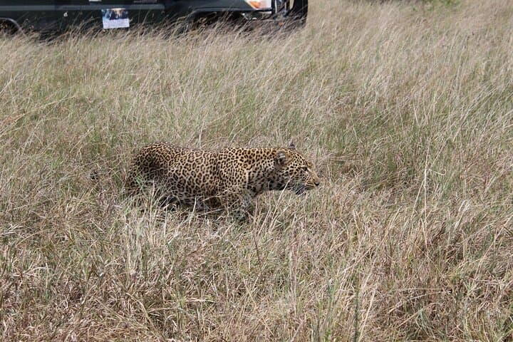 5-Day Private Tour in Kenya's Best Game Parks
