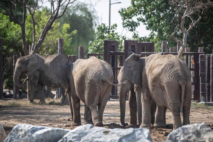 Dubai Safari Park