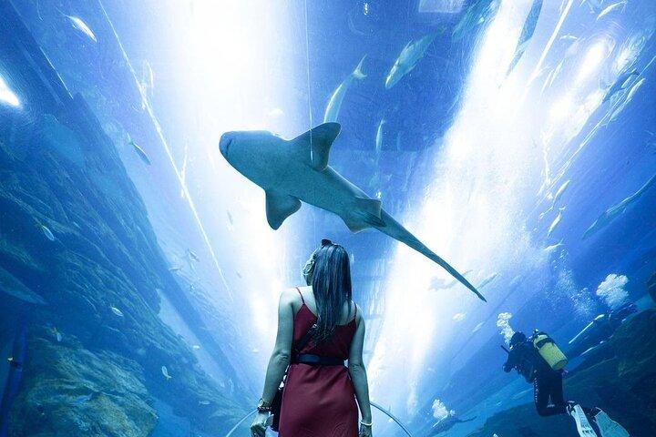 Dubai Mall Aquarium and Underwater Zoo Ticket