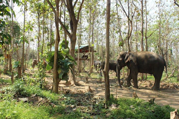 Chiang Mai Elephant Sanctuary Small Group Ethical Tour