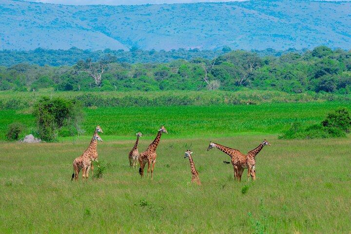 Full-Day Private Safari of Akagera National Park with Lunch