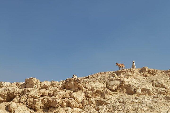 Hiking Adventure in the Heart of Cairo