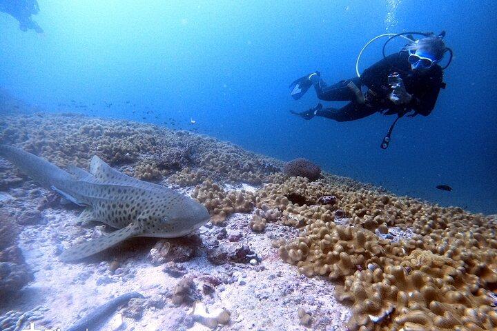 Scuba Diving Trips to Dimaniyat Islands