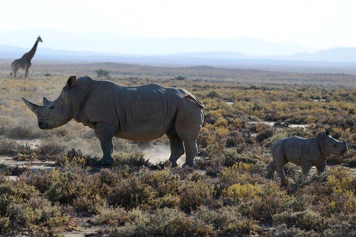 From Arusha : Days Safari Northern Circuit to Maasai Boma
