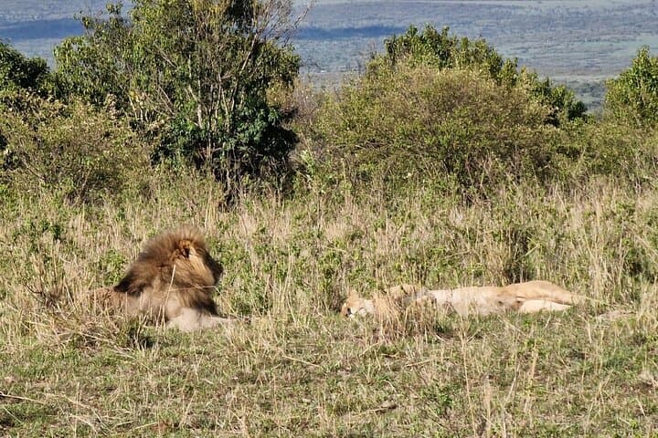 Lake Nakuru, Naivasha & Masai Mara 5 Days 4x4 Jeep Safari