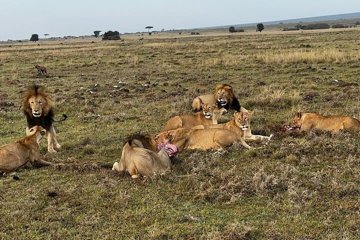 Lake Nakuru, Naivasha & Masai Mara 5 Days 4x4 Jeep Safari
