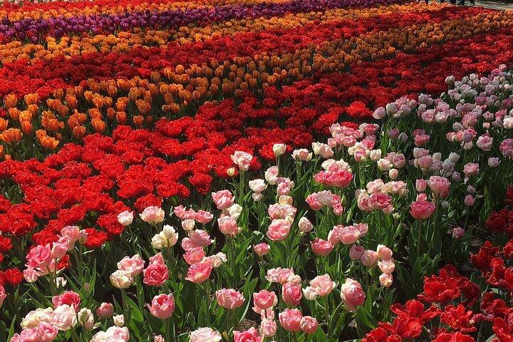 Half Day Keukenhof Tulip Paradise Trip from Amsterdam