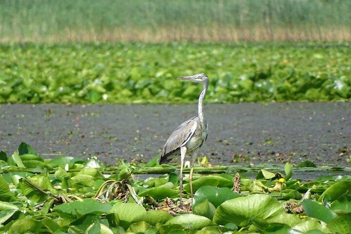 Skip The Line: National Park Skadar Lake - Tickets
