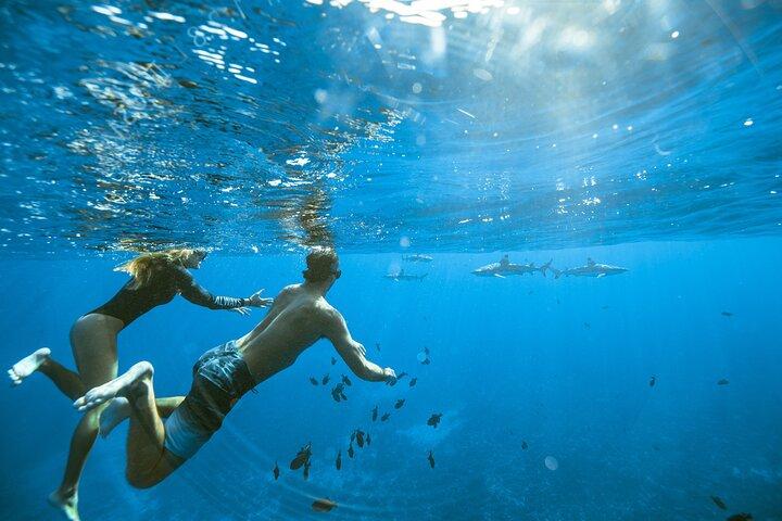 Half Day Tour lagoon discovery marine fauna flora small group