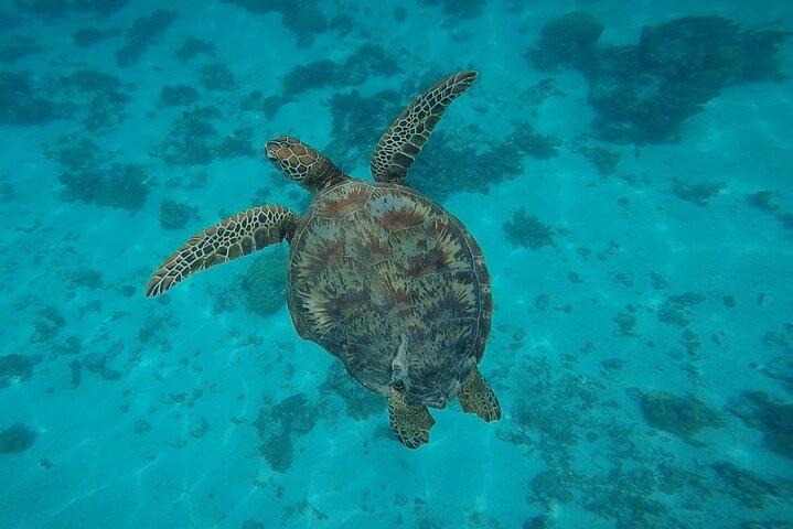Half Day Tour lagoon discovery marine fauna flora small group