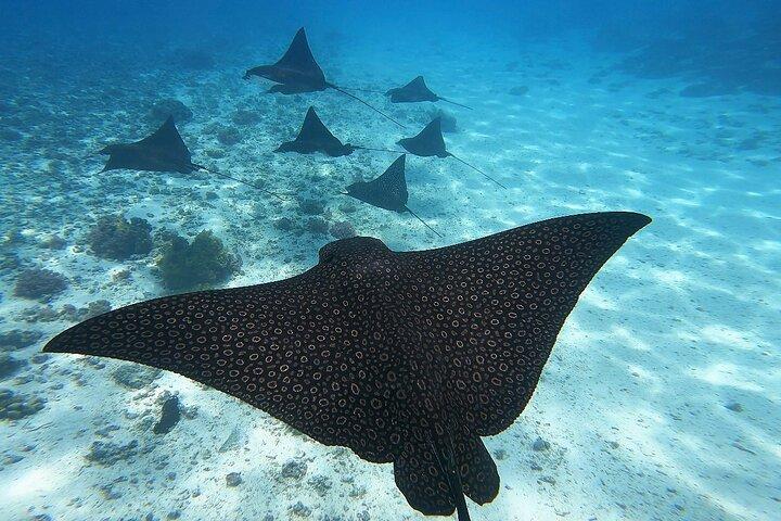 Half Day Tour lagoon discovery marine fauna flora small group