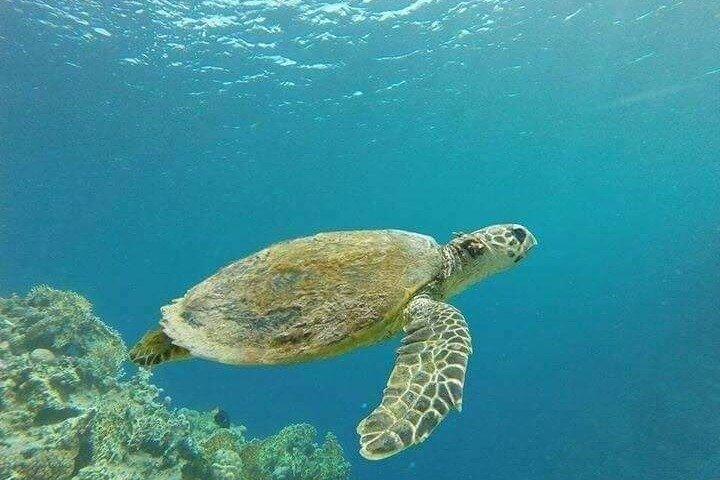 Snorkeling Day Tour to the Red Sea Safaga from Luxor with Lunch
