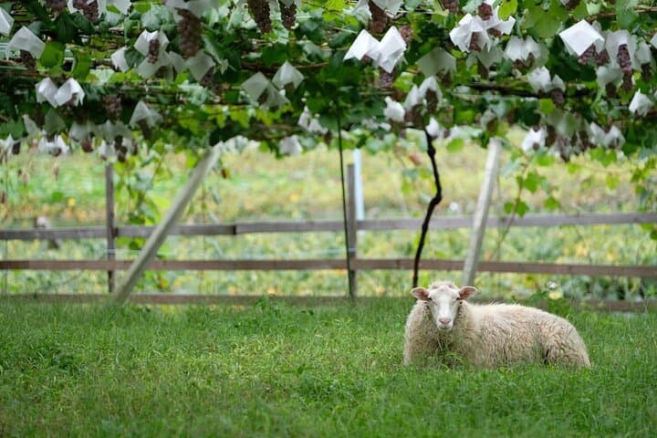 Private Wine Tasting Tour in Yamanashi Prefecture by Car
