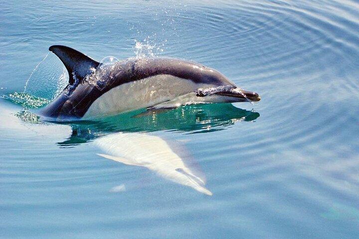 Dreamer Cave and Dolphins Boat Tour Ticket Albufeira