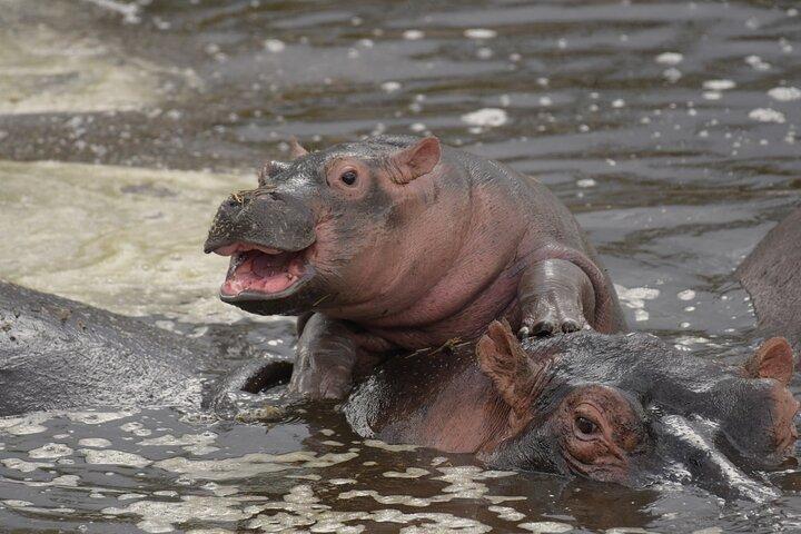 Big Five Luxury 7 Days Safari Tour in Arusha
