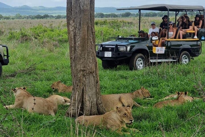 Full-Day Safari Tour from Mikumi National Park of Zanzibar