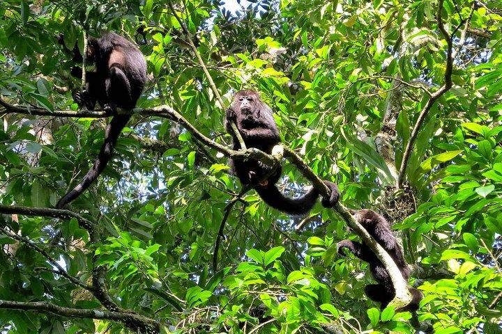 3 Day Tambopata National Reserve Tour with Local Guide & Wildlife