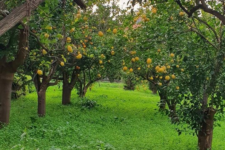 Sorrento Private Walking Tour with Guide and Limoncello Tasting