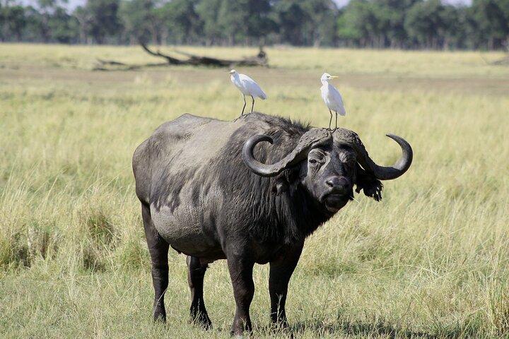 Lay Over Passenger Half Day Nairobi National Park Safari