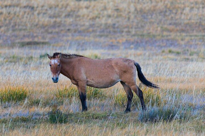 Private Khustain National Park and City Tour in Mongolia